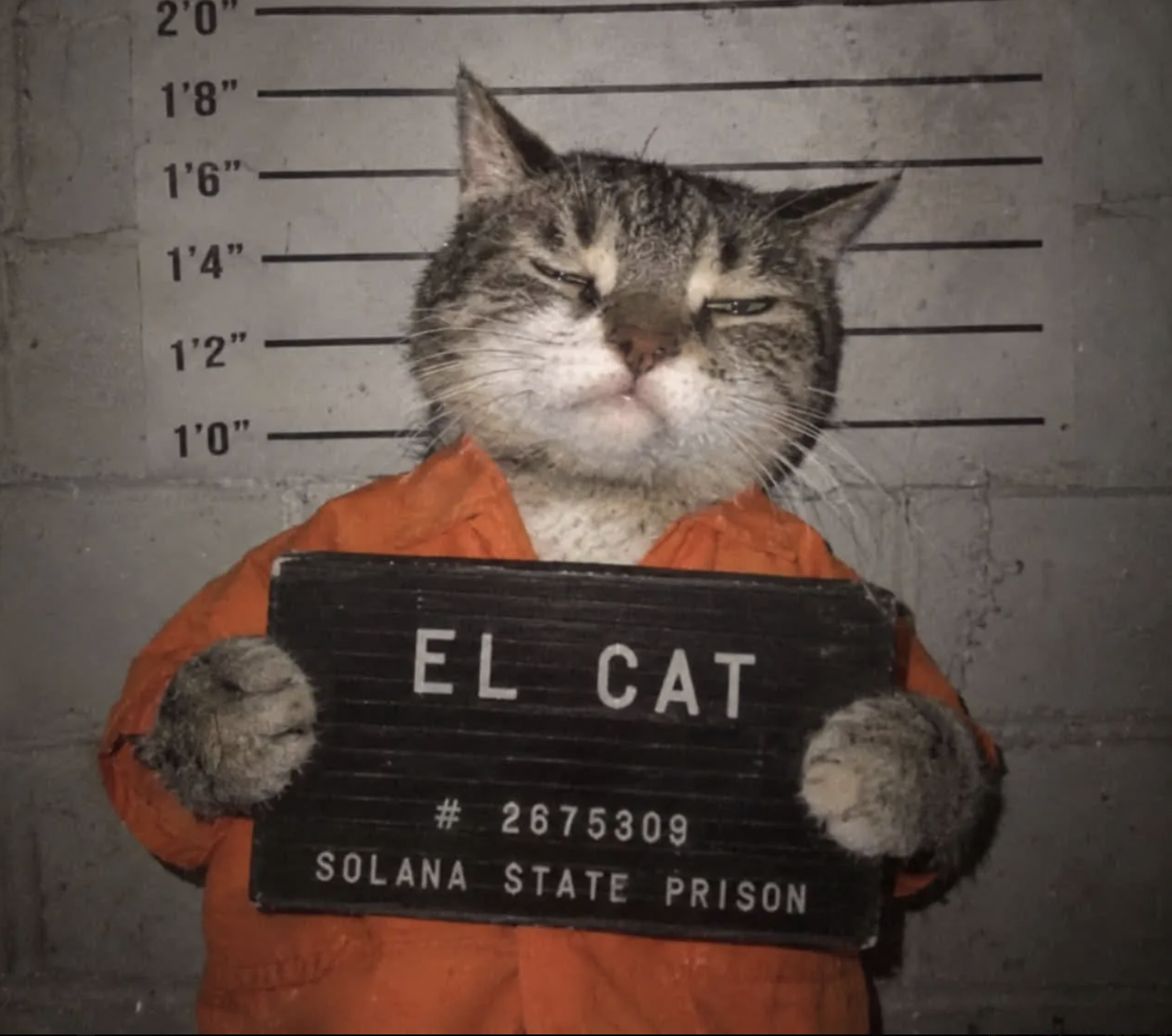 Gato tigrado sonolento de uniforme laranja segurando a placa El Cat em um retrato policial